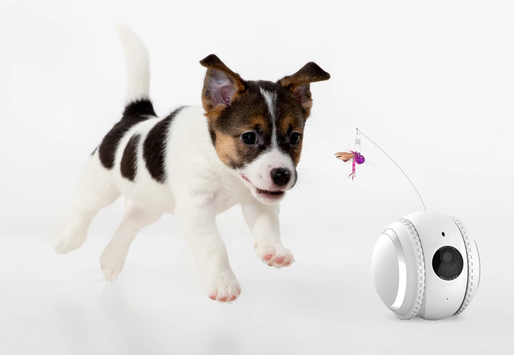 cameras for pets